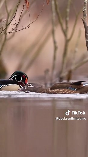 Stunning Female Wood Ducks in Their Natural Habitat