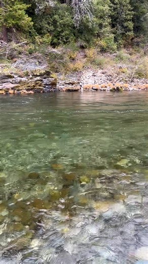 This is the Smith River in Northern Clifornia, which in my opinion is the cleanest free flowing river anywhere in the lower 48 states. This video was taken in Jed Smith Park, on 11–13 – 2025. River was flowing low, but as you can see it is crystal clear. Big fresh Chinook Salmon and Steelhead are fished in this river, as well as sea-run Cutthroat Trout. | Kam Hafezi