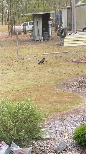 Crows catching and eating cane toad #crow #canetoad #feral #birds #nature #wildlife #evolution #fun