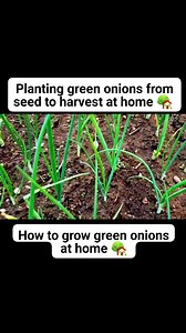 3.3K views · 39 reactions | How to grow spring onions at home, planting green onions from seed to harvest at home #springoinion #greenonion | Home Gardening UK | Facebook