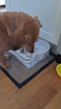 Dorgi Dog Loves Green Beans