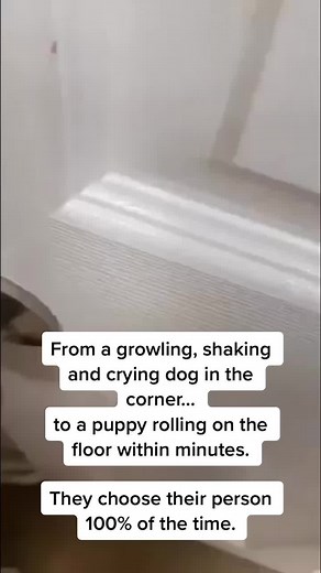 Oh Ruby. She chose me from the very first moment she came into rescue. #shelterwork #adoptashelterdog #rescuedog #pitbullsoftiktok #rescueruby