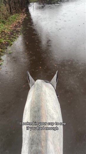 Understanding Equestrians: Two Types of People
