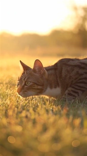 Silent Hunter in Golden Light 🐱 | Ultra Realistic Cat Hunting Cinematic #openshot #photomission