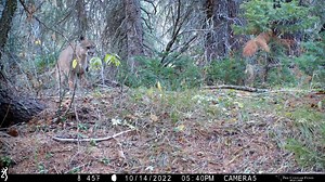 Cougar History and Ecology | Part 5 | 1964 Science Arrives! It takes vision and courage to challenge public fear of large carnivores by presenting evidence of the vital role they play on the landscape. In 1964 a hero in the form of a young PhD candidate, Maurice Hornocker, began his vanguard research into the secret lives of mountain lions deep in the Idaho Wilderness. There are no words better than his own to describe the results. “Males in stable populations establish territories and practice 