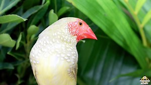 27K views · 2.2K reactions | Star Finch Mutations #paradiseaviary #finches #aviary #birdroom #breedingseason | Paradise Aviary | Facebook