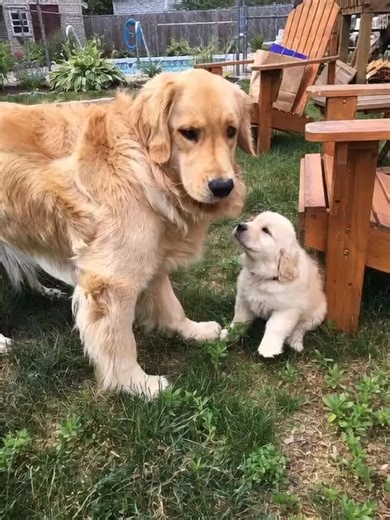 80K views · 3.4K reactions | Love | Dog lover | Facebook