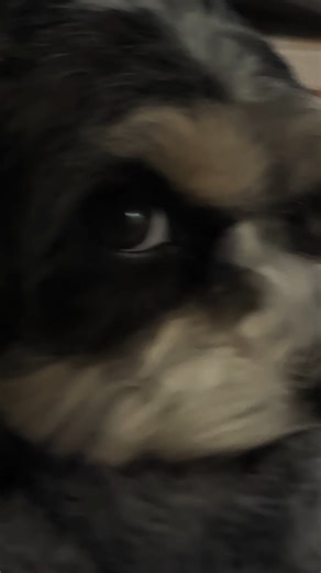 My Dog Said: "We're Like Cats, Man, We Just Want to Sleep!"