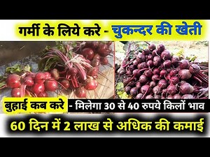 गर्मी में चुकन्दर की खेती | कैसे करे, कब करे ,मिलेगा कम लागत में अच्छा मुनाफा