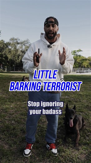 Jas Leverette | Dog Behavior Modification on Instagram: "It’s not the size of the dog. It’s the fight in the dog. Little dogs with big confidence still need structure, rules, and leadership. When you humanize them and ignore the behavior, they take over your house and your life. Train the dog and you get peace back. Comment TRAIN if you want to get your little dog under control the right way. Behavior Modification, Dog Training and Mentorship, Host of Canine Intervention on Netflix 📍 San Jose, 