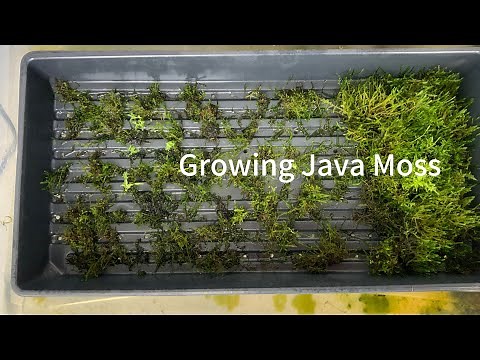 Growing Java Moss for an Aquarium