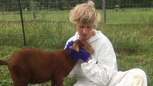 3.4K views · 161 reactions | Happy Friday, everyone! After learning that baby Leo is deaf as well as blind, we are interacting with him through touch. We are so happy to share that he is reaching new developmental milestones! Come watch him play with his sister Alice this weekend! casanctuary.org/tours18 | Catskill Animal Sanctuary | Facebook