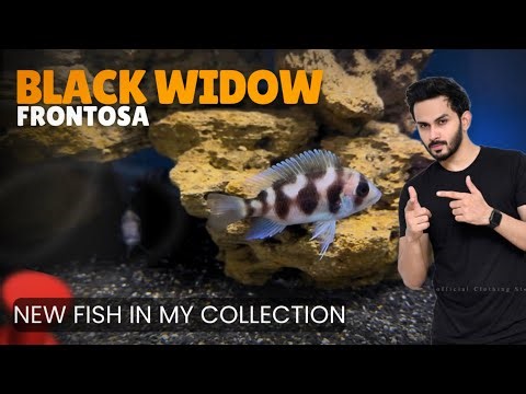 Got Black Widow FRONTOSA Pair.. My Frontosa Tank Just Got Better - Imran’s World