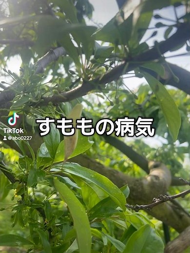 ふくろみ病 #青森 #すもも #ソルダム #農業 #農家