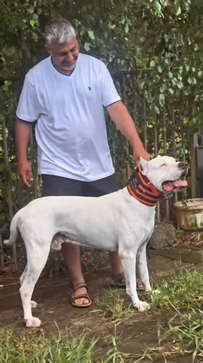 2.3K views · 3.7K reactions | AlphaGuard 6” Hunting collar Hunting...