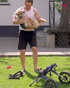 35K views · 862 reactions | A captivating journey of a dog's aesthetic and emotional transformation | Fabiosa Life Stories | Facebook