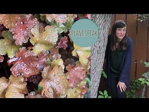 Coral Bells/heuchera plant- how to grow/tips and tricks, plant profile/xeriscaping
