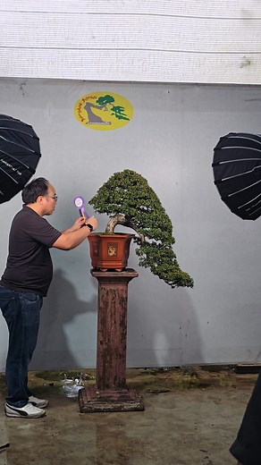 5.9K views · 272 reactions | Kanchanaburi Bonsai Exhibition Bangkok Bonsai Garden in Thailand | Bonsai in The World | Facebook