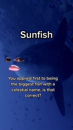 Opah Fish: The Colorful Moonfish