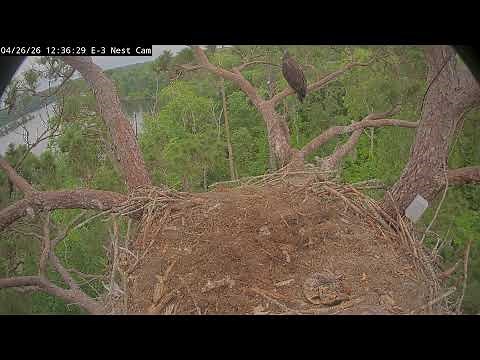 Kisatchie National Forest E-3 Nest Cam, Alex II and Andria III.