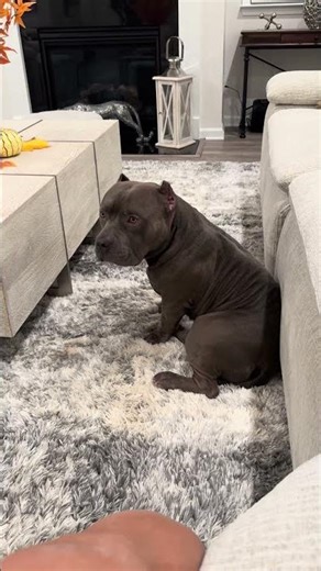 #Cholo got a steak #food#dog#pet#subscribe #americanbully