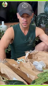 Discover the secrets to perfect plant care! I share essential tips on light sensitivity and how to avoid scorching those beautiful leaves. Learn about feeding your anthuriums during the growing season for vibrant, healthy plants! #PlantCareTips #PlantCare #IndoorPlants #AnthuriumCare #LightSensitivity #GardeningTips #PlantLovers #GrowingSeason #Houseplants #PlantTips #LeafCare | Kevin Torres