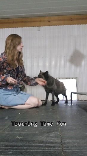 82 reactions · 4 comments | Did you know that fox can learn tricks?...