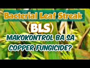 How to Control Bacterial Leaf Streak (BLS) in Rice / What is the best fungicide to use?