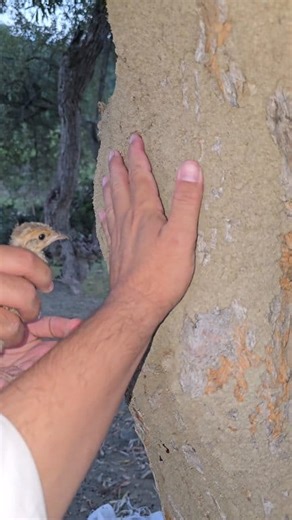 Partridge Chick discovering termites on the tree! 🐣🌿 | ##partridges #termites #birdslover #pets #trendingreel #nature | Birds Lover