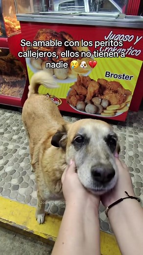 No cuesta nada darles un bocadito🙏🥺💔#perro #animls #animales #ayudandoanimales #mascotas