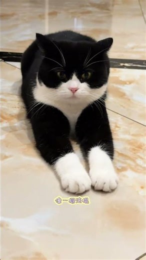 Discover the New vs. Old World of Kitten Care in Raising a Smart Cat