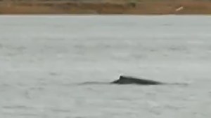 Une opération de sauvetage se prépare pour aider la baleine à bosse dans la Seine (vidéo)