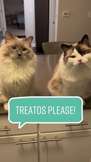 The way he spins on the magic word 😭