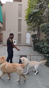 323K views · 2.9K reactions | Smart labrador puppy Ronnie ...