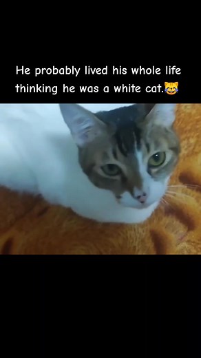 Cat Thinking He's White - Funny Cat Video