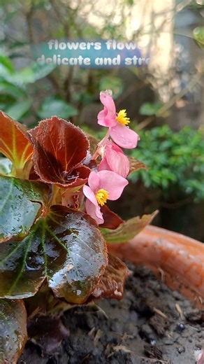 §µßhåñkår Ð on Instagram: "Begonia - A genus of perennial flowering plants in the family Begoniaceae. The Begonias are native to moist subtropical and tropical climates. Some species are commonly grown indoors asornamental houseplants in cooler climates. In cooler climates some species are cultivated outside in summertime for their bright colorful flowers, which have petals but no sepals. Follow me - @amar_valolaga_ #begonia #begoniaflower #pinkflower #naturelovers #trendingsongs #trendingreels 