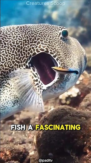 Meet the Cleaner Fish: Nature's Tiny Cleaning Crew!