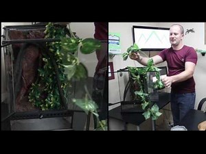 Crested Gecko Cage Setup