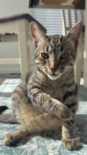 Minecraft Cat #tabby #cute #cat #bath #lick #kitty