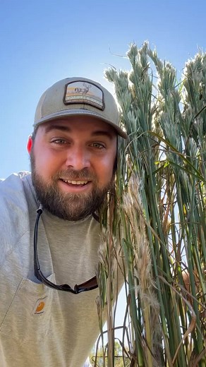 808K views · 10K reactions | I know someone will say their allergies would be going crazy but I’m super allergic to grass pollen and these haven’t bothered me at all! #nativehabitatproject #plantnative #nativeplants #bushybluestem #nativegrasses #nwsg #plumegrass #grasslands | Native Habitat Project | Facebook
