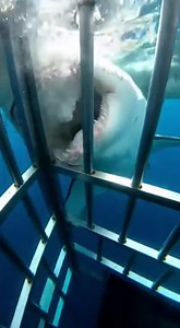 113K views · 703 reactions |  The deep sea remains one of Earth’s last mysteries. Hidden beneath pressure and darkness are discoveries that defy imagination. This journey reveals how vast and unknown our planet truly is. Dive in. #DeepSea #OceanExplore #HiddenSecrets #ViralVideo #Discovery #DeepOcean #SeaSecrets #ExploreMore #ViralContent #Underwater 2025-12-25  Sea Predator Attack | Sea Predator Attack | Facebook