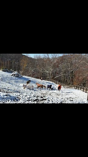 82 reactions · 10 comments | Good morning at Circle M Ranch | Laurel Ann Moore | Facebook