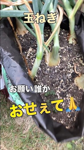 【玉ねぎ】ここまできたの初めてだから収穫どきが分からない😂 #玉ねぎ #袋栽培 #もみじ3号