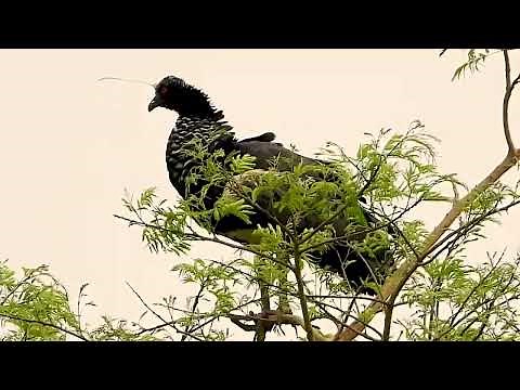 HORNED SCREAMER sounds (ANHIMA CORNUTA), ANHUMA, INHUMA, Birds of the marsh.