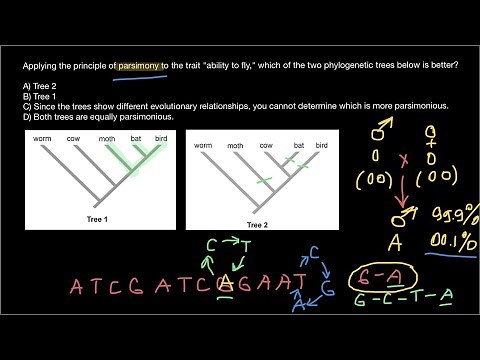 What is a Parsimony Method in Biology?