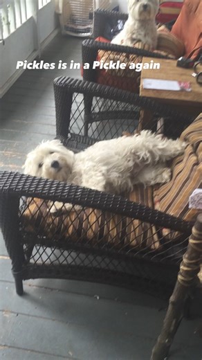 Pickles in a pickle | The Piper Chronicles