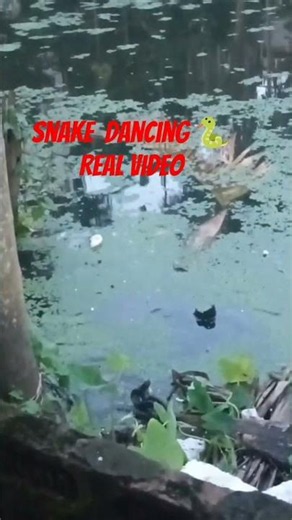 cobra dancing 🐍 #loop #nature #snake #viral