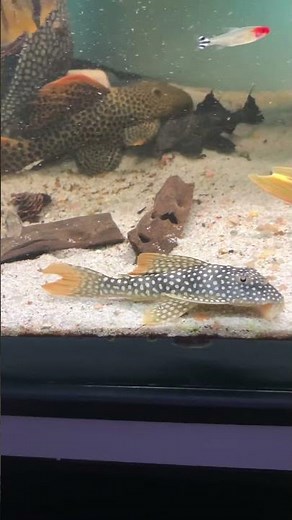 james bond pleco L14 #music #singer #fish #planetaquarium #aquarium #megaquarium #fishtank #shorts