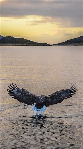 Story behind the photo – Norwegian Eagle | Cookson Adventures