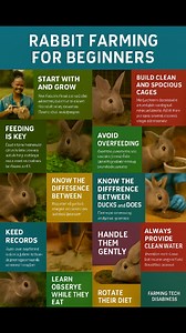 Rabbit Farming For beginners #RabbitFarming #hays #Nutrition #viral #fyb | Farming Tech& Business